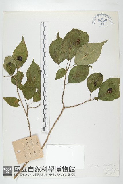 西藏青莢葉藏品圖，第1張