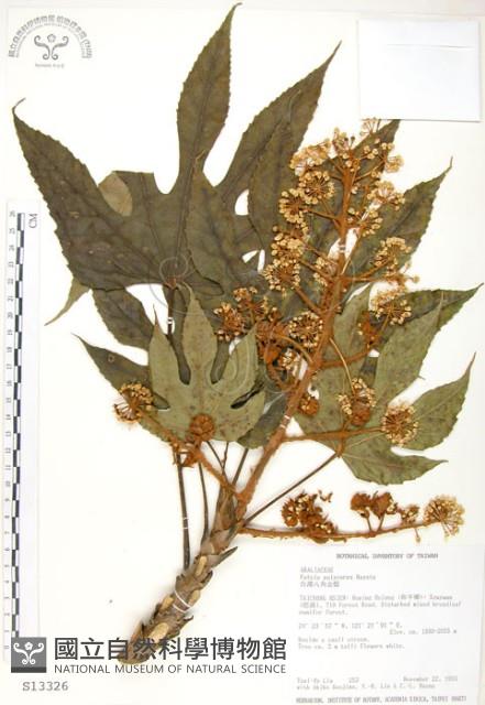 臺灣八角金盤藏品圖，第1張