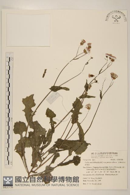 紫背草藏品圖，第1張