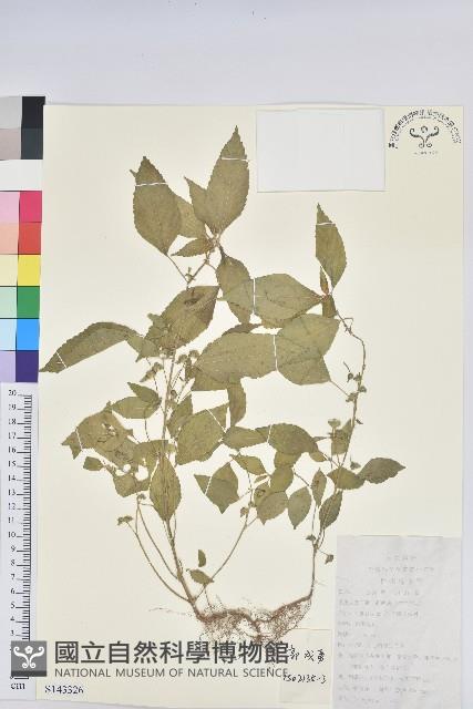 鐵莧菜藏品圖，第1張