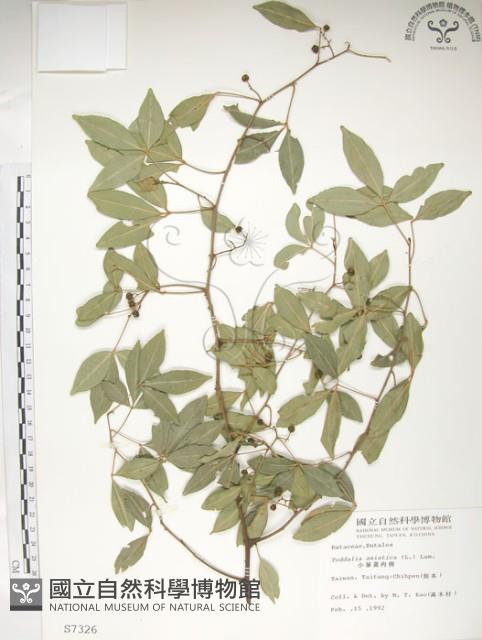 飛龍掌血藏品圖，第1張