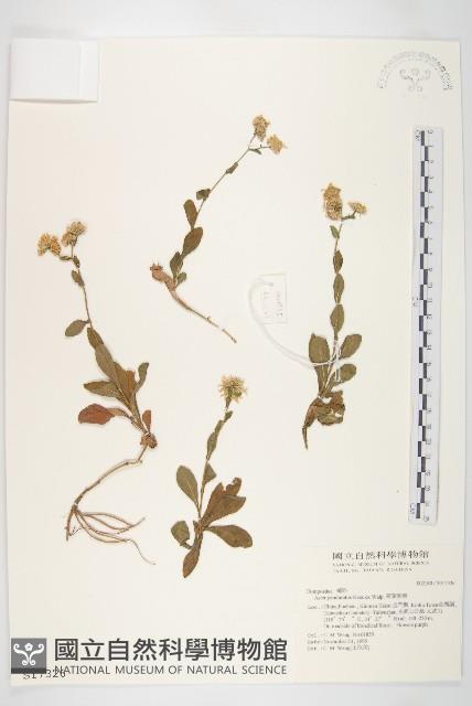 琴葉紫菀藏品圖，第1張