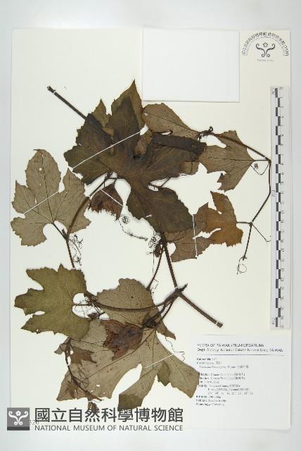 槭葉括摟藏品圖，第1張