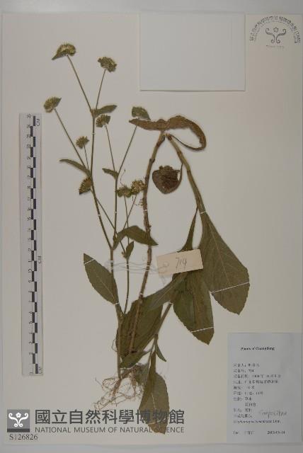 白花地膽草藏品圖，第1張