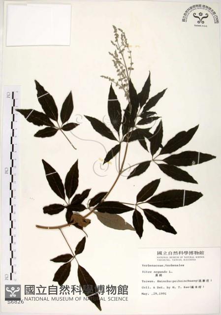 黃荊藏品圖，第1張