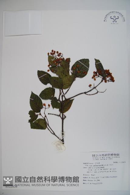 紅子莢迷藏品圖，第1張