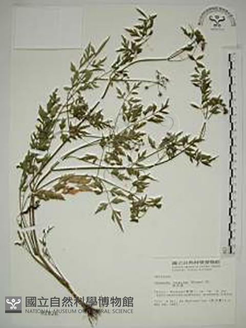 水芹菜藏品圖，第1張