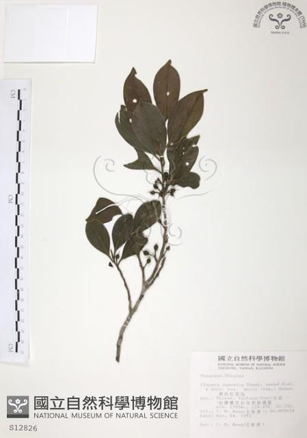 森氏紅淡比藏品圖，第1張