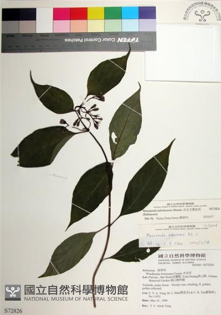 台北玉葉金花藏品圖，第1張