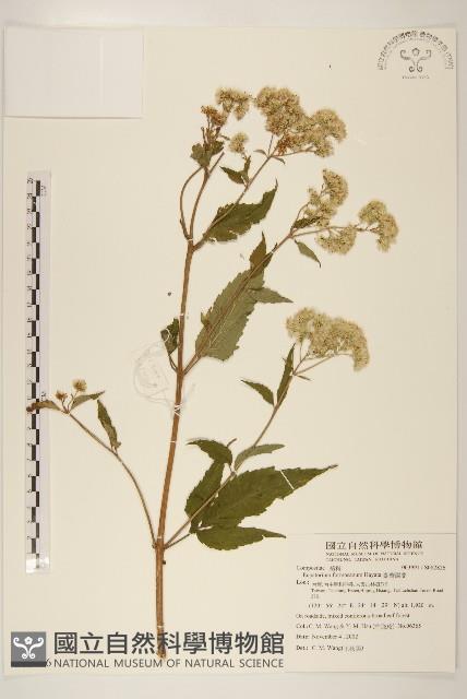 臺灣澤蘭藏品圖，第1張