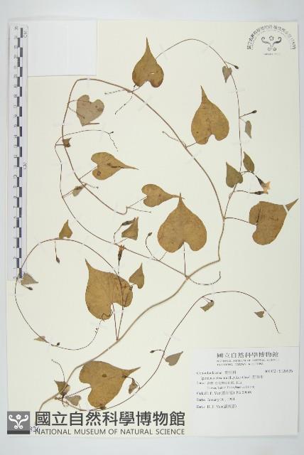 野牽牛藏品圖，第1張