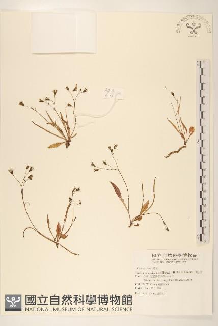 刀傷草藏品圖，第1張