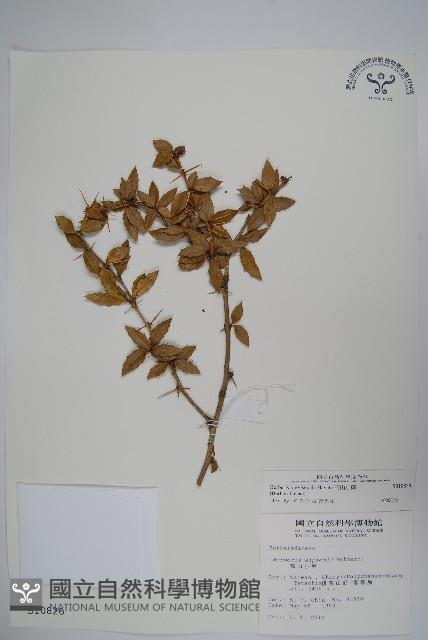 高山小蘗藏品圖，第1張