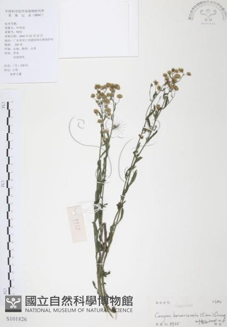 美洲假蓬藏品圖，第1張
