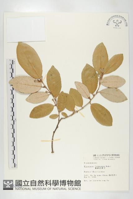 臺灣胡頹子藏品圖，第1張