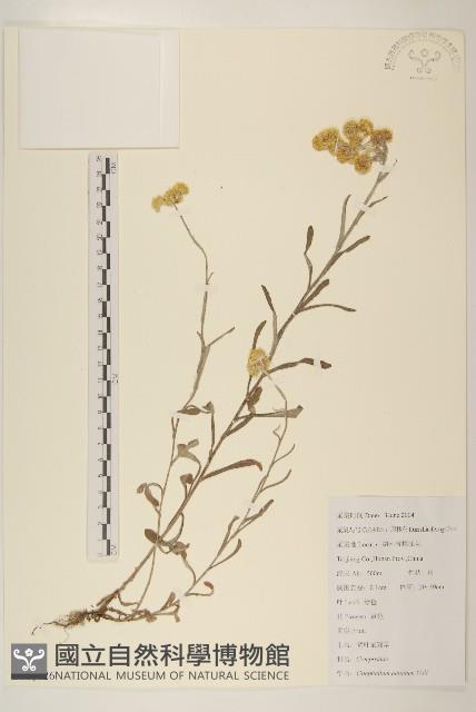 紅面番藏品圖，第1張