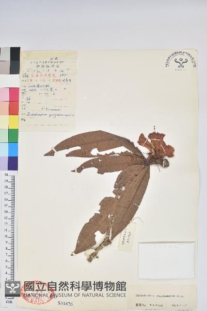 貢山杜鵑藏品圖，第1張