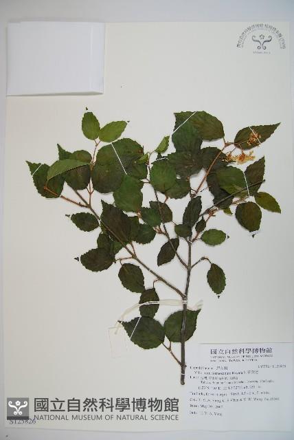 紅子莢迷藏品圖，第1張