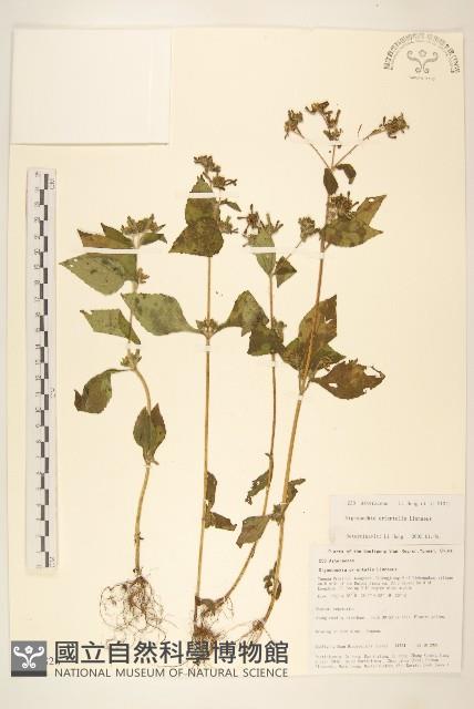 豨薟藏品圖，第1張