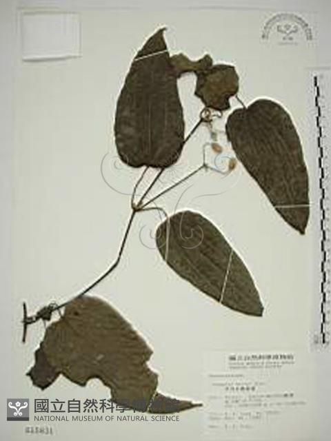 亨利氏鐵線蓮藏品圖，第1張