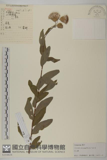 大刺兒菜藏品圖，第1張