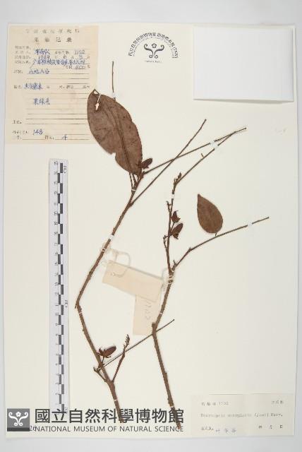 微凹牛果藤藏品圖，第1張