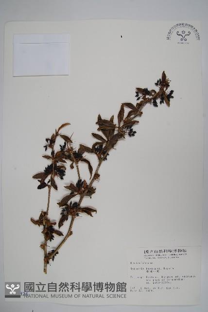 臺灣小蘗藏品圖，第1張