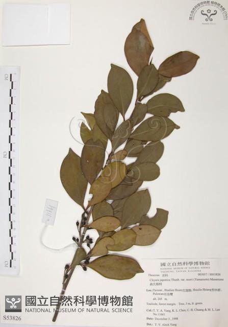 森氏紅淡比藏品圖，第1張