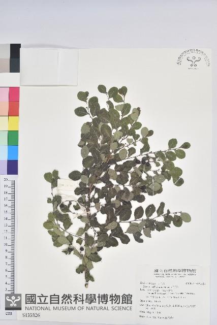 紅仔珠藏品圖，第1張