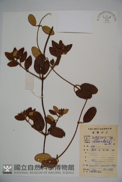 皺葉忍冬藏品圖，第1張