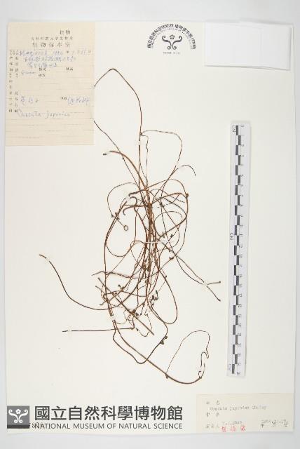 日本菟絲子藏品圖，第1張