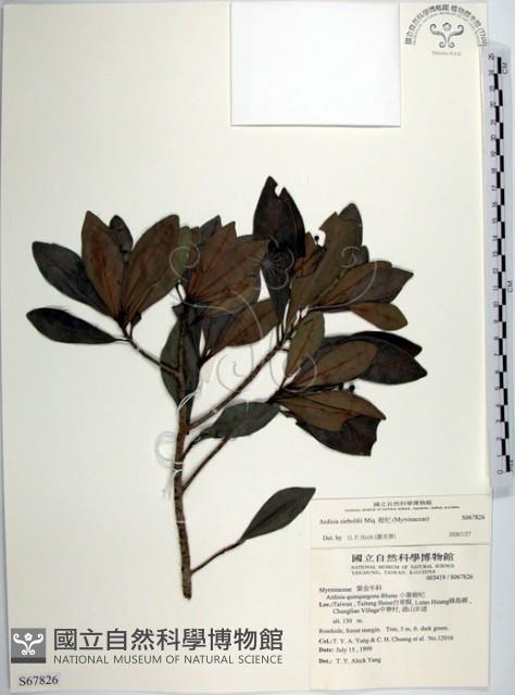 樹杞藏品圖，第1張