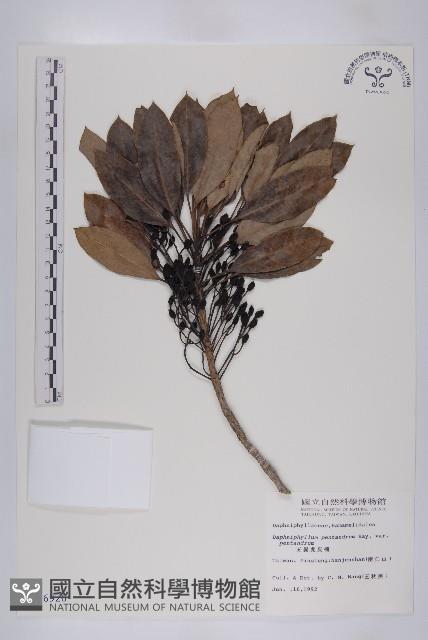 五蕊虎皮楠藏品圖，第1張