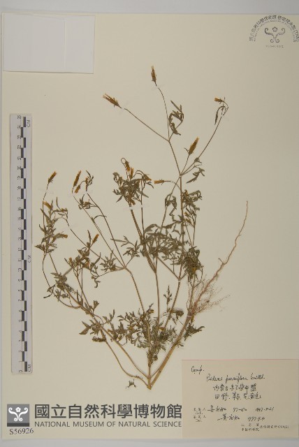 小花鬼針草藏品圖，第1張