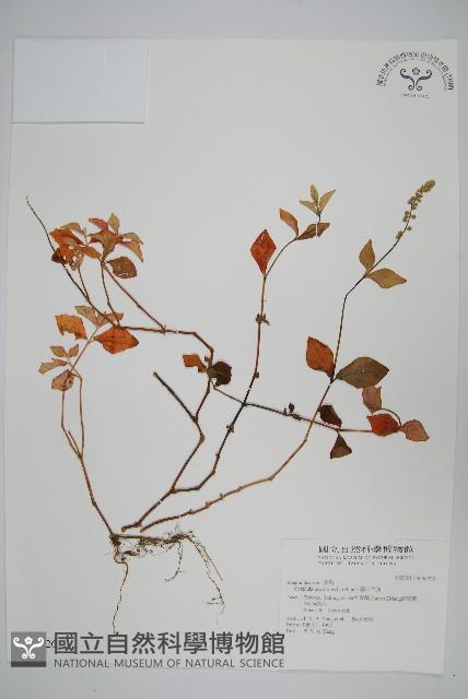 假川牛膝藏品圖，第1張