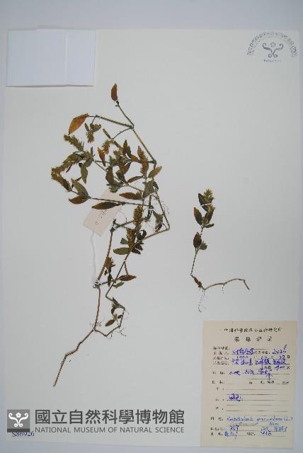 爵床、六角英藏品圖，第1張