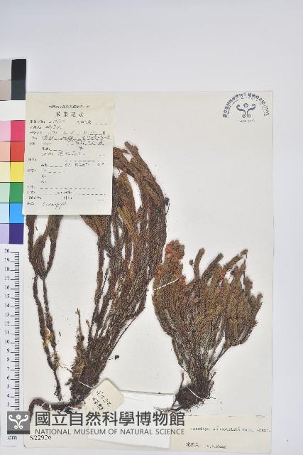 睫毛岩須藏品圖，第1張