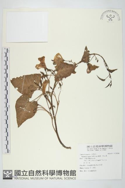 甕菜、空心菜藏品圖，第1張