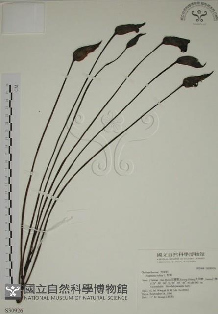 野菰藏品圖，第1張