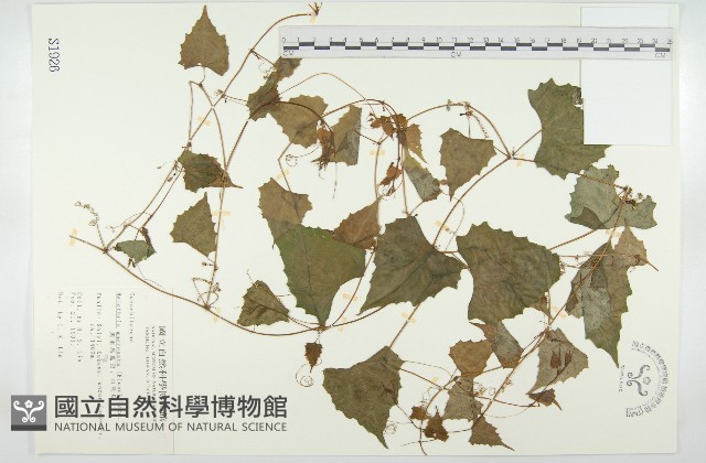 黑果馬交兒藏品圖，第1張