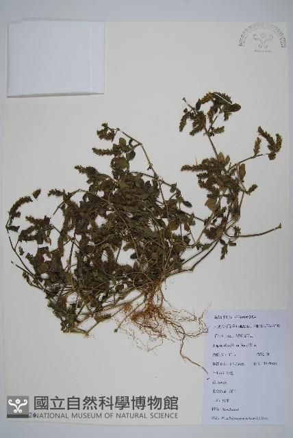 爵床、六角英藏品圖，第1張