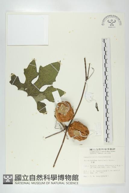 括樓藏品圖，第1張