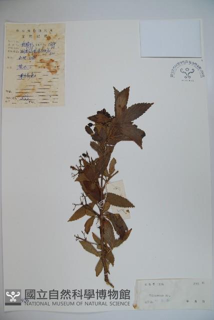 登錄號:S041926藏品圖，第1張