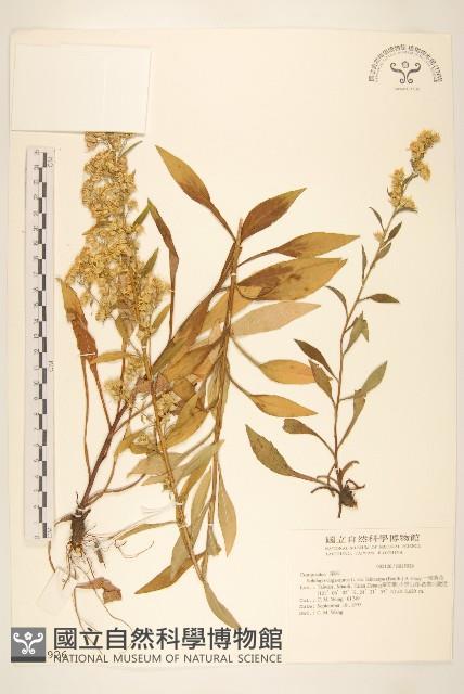 一枝黃花藏品圖，第1張