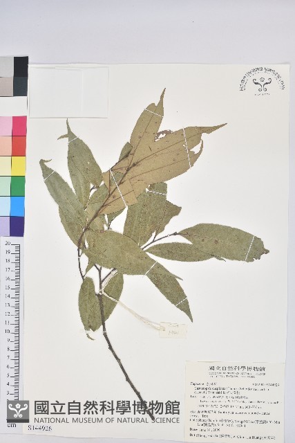 長尾尖葉櫧藏品圖，第1張