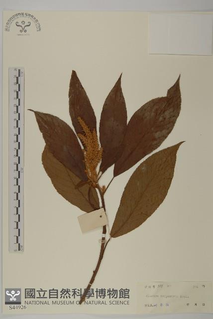 大葉山柳藏品圖，第1張