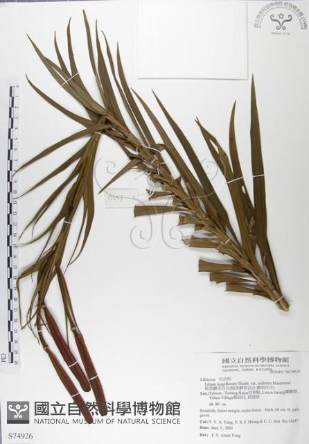 粗莖麝香百合、糙莖麝香百合、鐵炮百合藏品圖，第1張