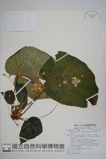 山地秋海棠藏品圖，第1張