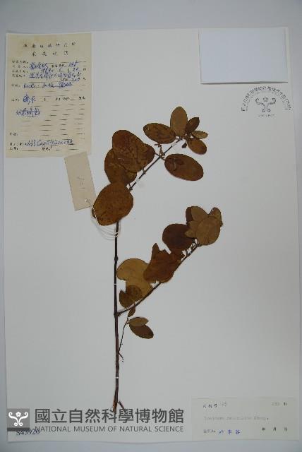 皺葉忍冬藏品圖，第1張