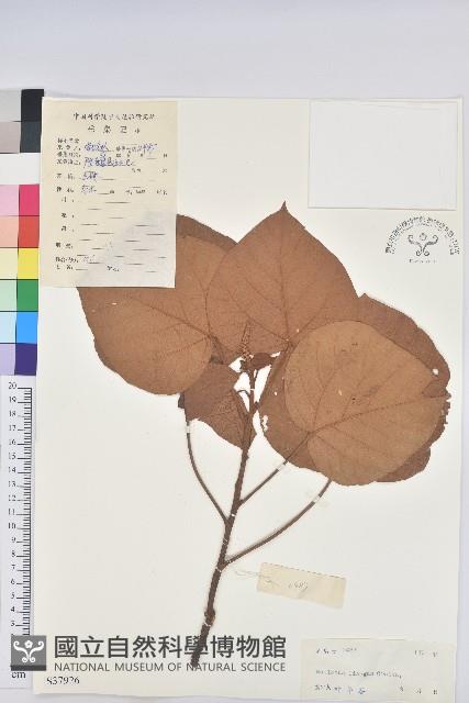 Accession Number:S037926 Collection Image